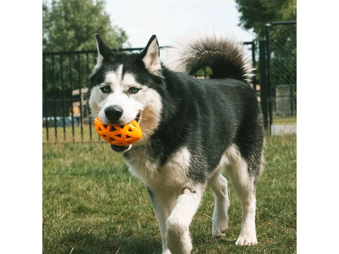 Crack Me Up - Rugby Pull Toy