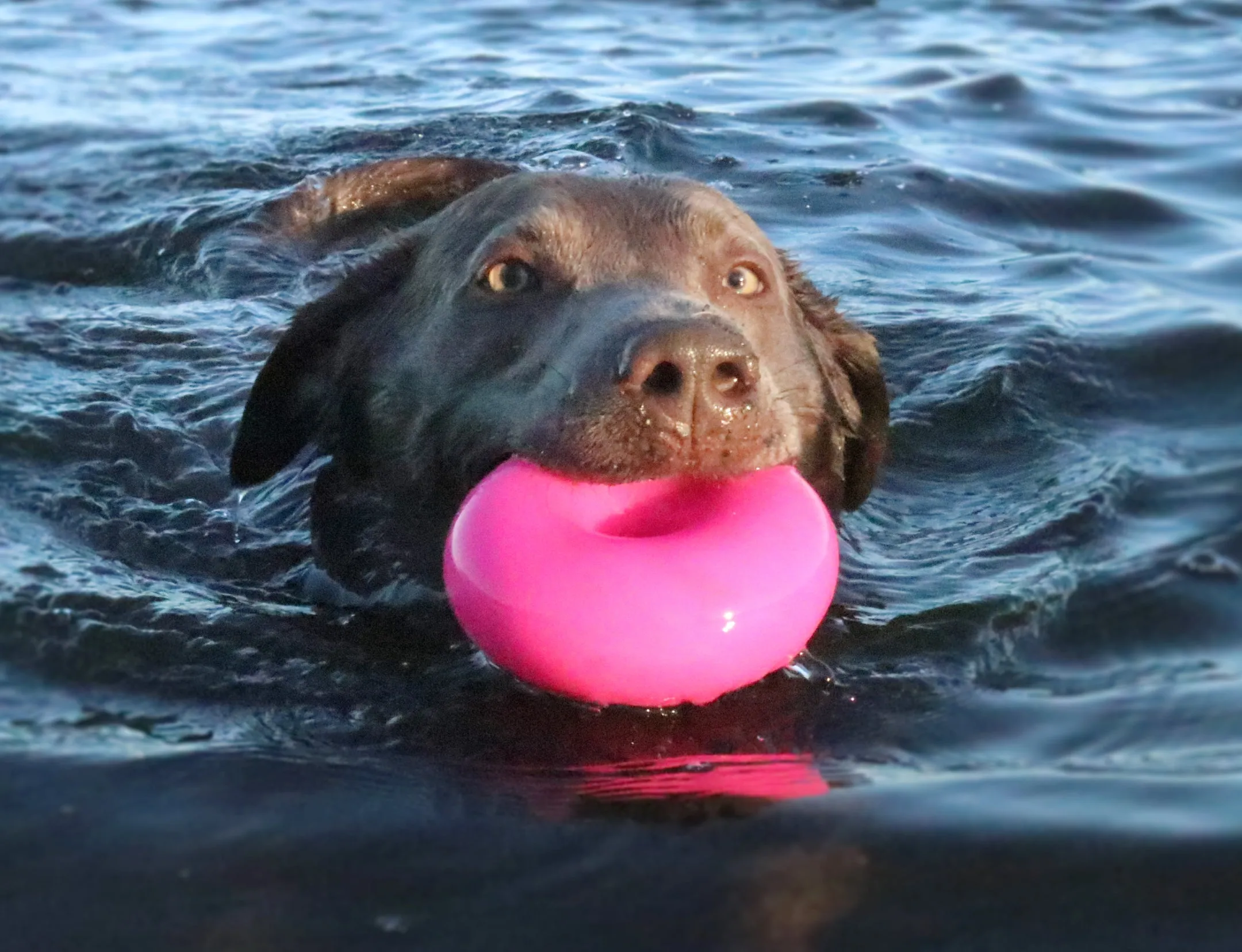 Dawg Nut Rubber Retrieving Dog Toy by RuffDawg