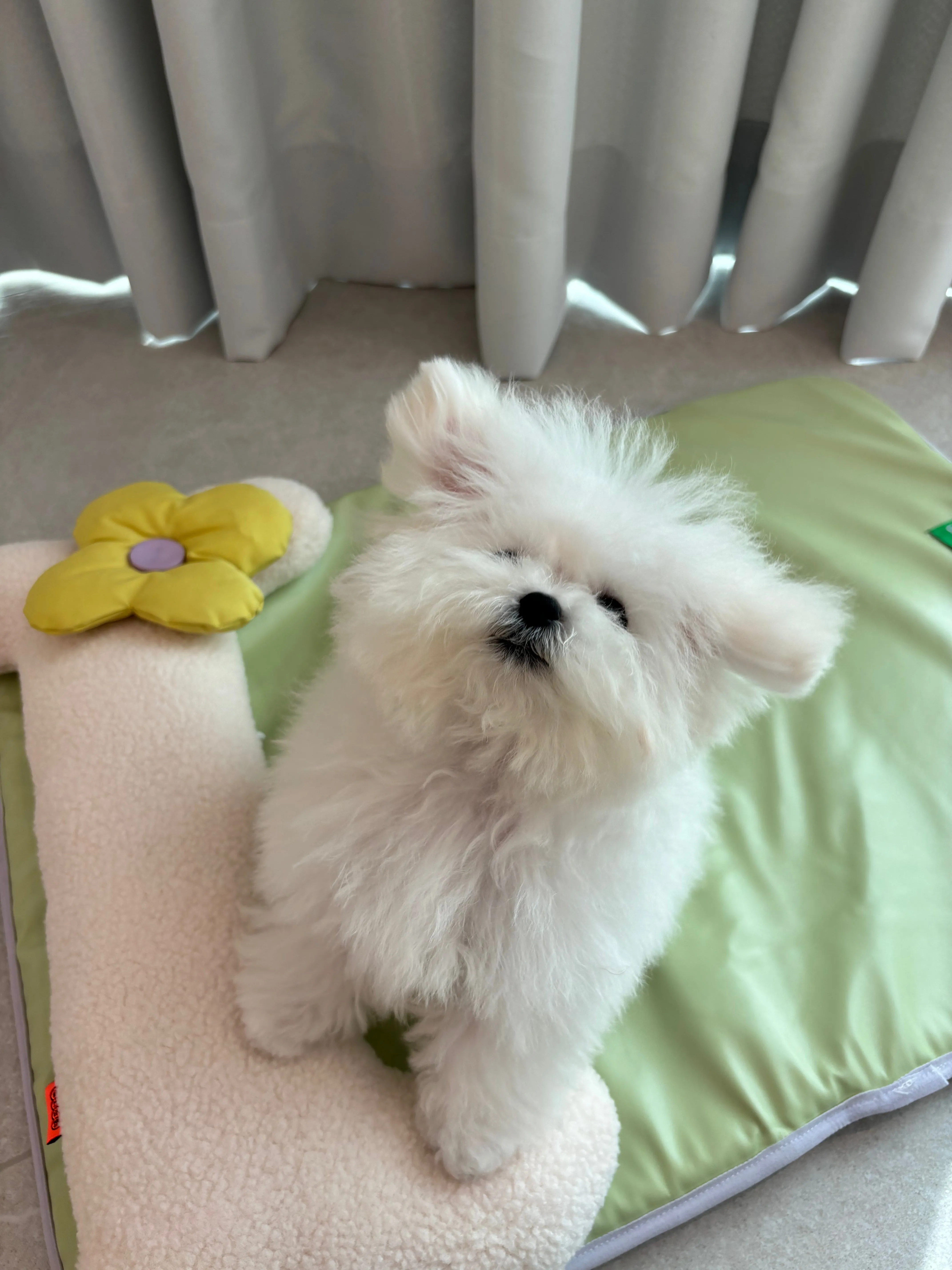 Mewoo - Cool Paws Pet Mat (w/ Bone)